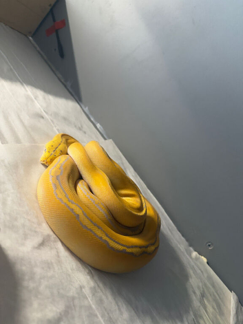 Purple albino goldenchild