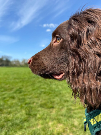 Beautiful 8 month old cocker