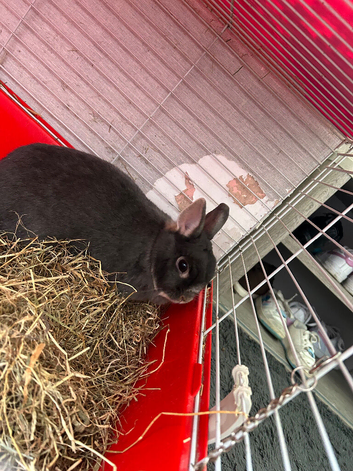 Mo Mo - dwarf bunny