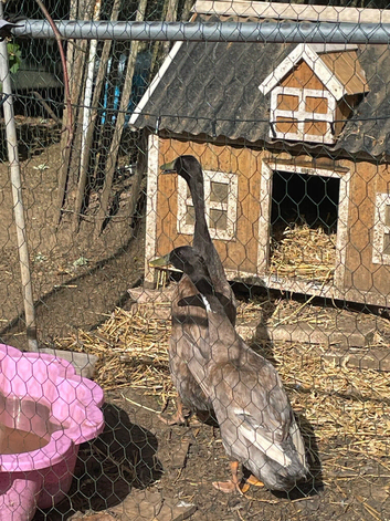 2 Male bonded male Indian runners
