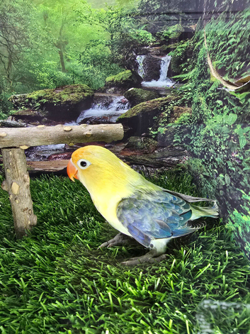 Young baby lovebirds different mutations