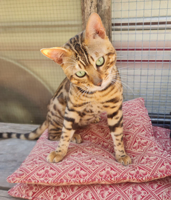 *Litter trained* Super affectionate & Playful