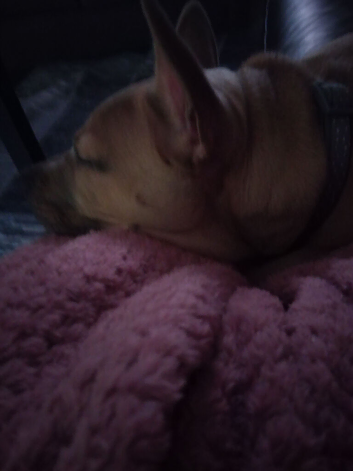 Staffy cross frenchie