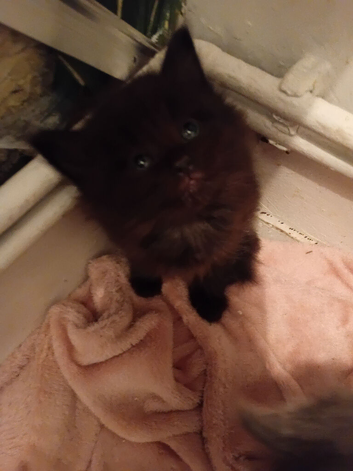 Black fluffy boy