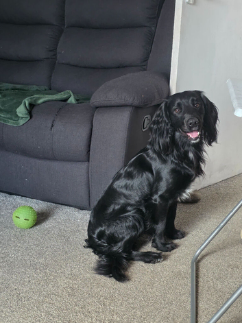 FOR STUD Working Cocker Spaniel