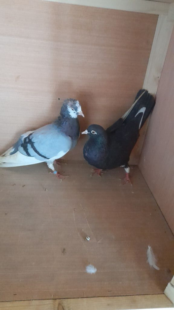 Pair of Birmingham rollers