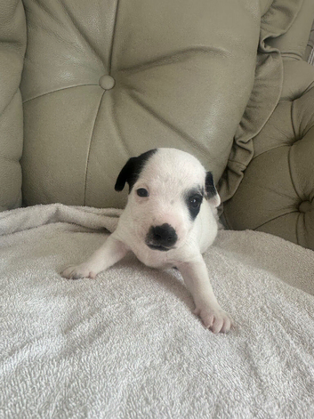 jack russell puppys