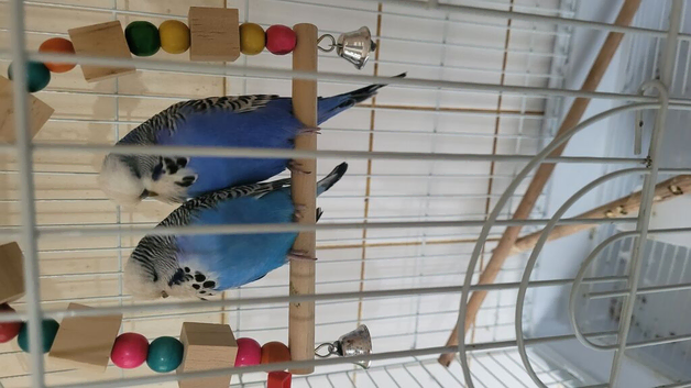 Bonded budgies