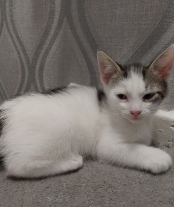 2 Mixed Breed Kittens