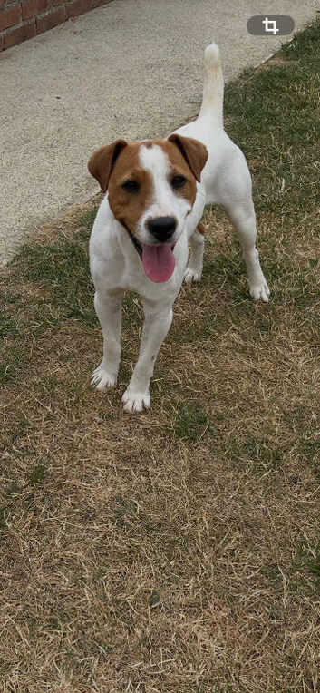 9 month old Parson type Jack Russell for Sale