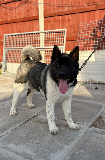 KC Registered American Akita Puppy