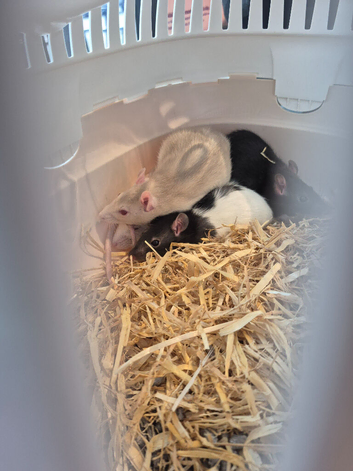 4 female rats