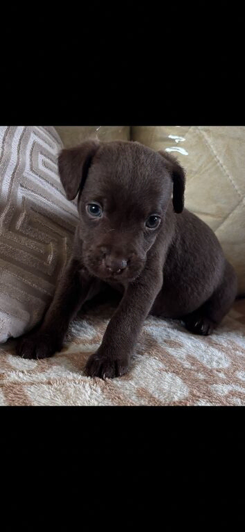Patterdale puppies