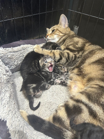Bengal x kittens