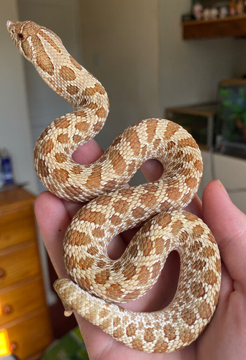 Male 2024 Hognose