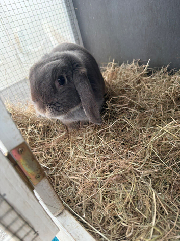 Female mini lop