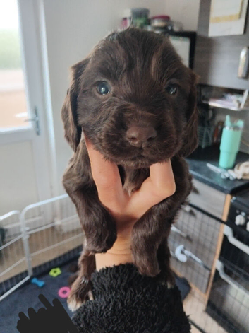 7cocker spaniel puppies ready to go to new homes 8th june
