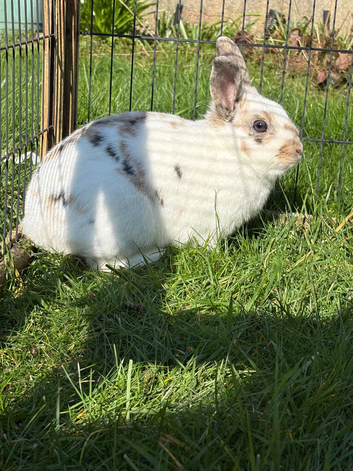 Female rabbit (NEEDS REHOMING ASAP)