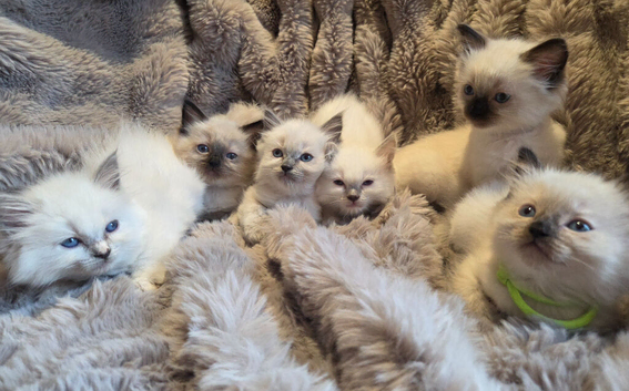 GCCF REG. EXTENSIVELY TESTED RAGDOLL KITTENS