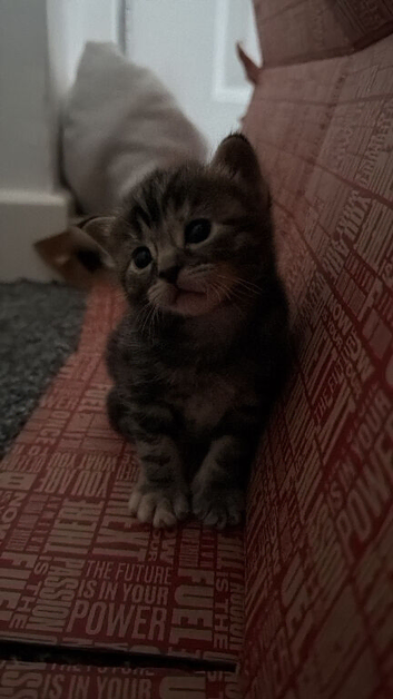 Gorgeous tortoise shell kitten