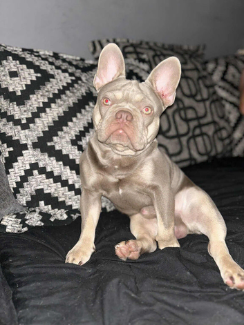 Male French bulldog