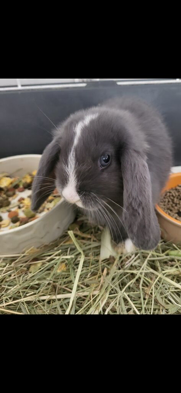 Beautiful Mini lop looking good a home.