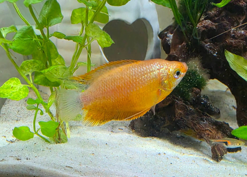 Male red honey gourami
