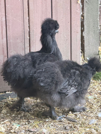 Two black silkie hens