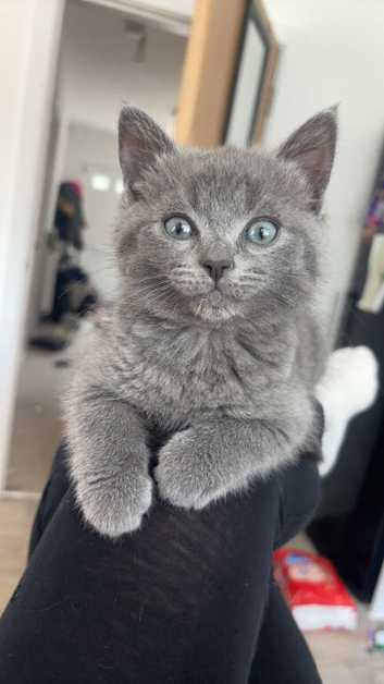 Scottish fold x Russian blue kittens