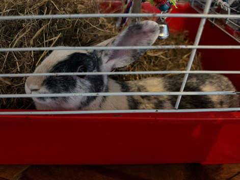 Female rabbit