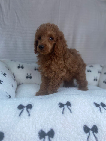 Miniature Poodle&rsquo;s
