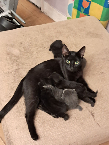 3 black kittens