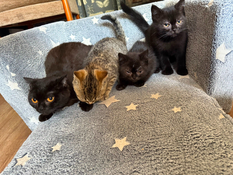 British shorthair kittens