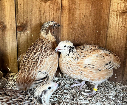 XL Giant Italian Coturnix Quail Hatching Eggs