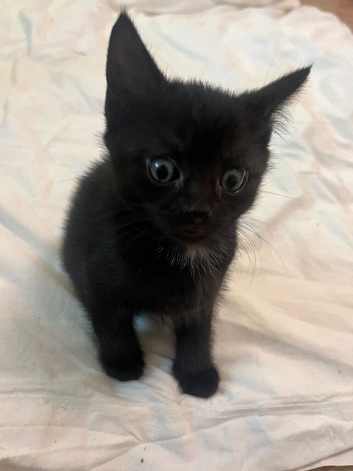 Male kitten