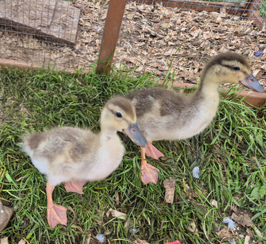 Call ducklings