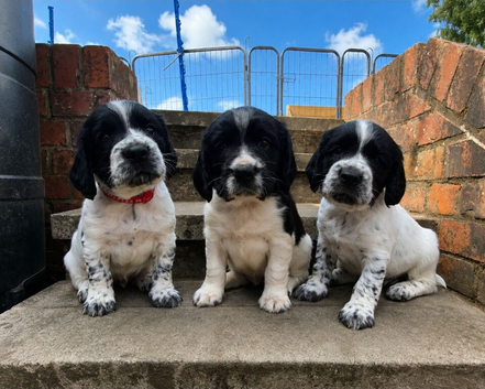 Working Springer Spaniels
