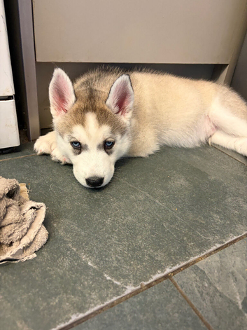 Husky puppies