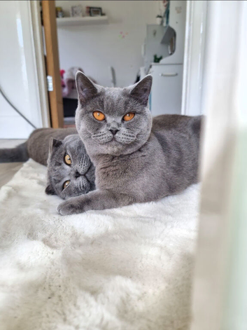 5 Beautiful Kittens Available &ndash; British Shorthair x Scottish Fold