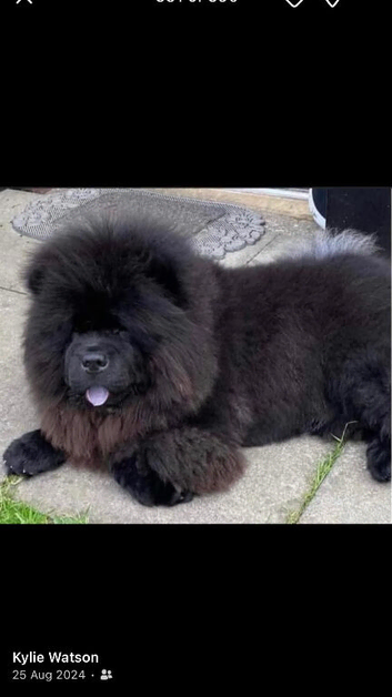 Axel stud