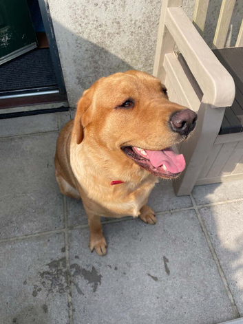 KC reg Labrador 19 months old looking for loving home