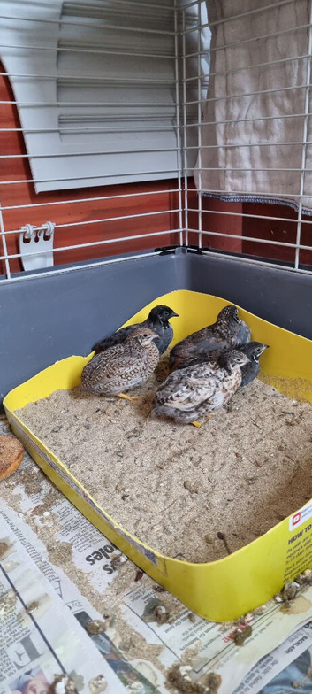 Chinease Painted Quail