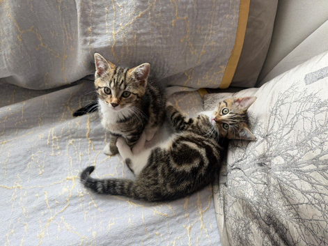 Kittens for sale