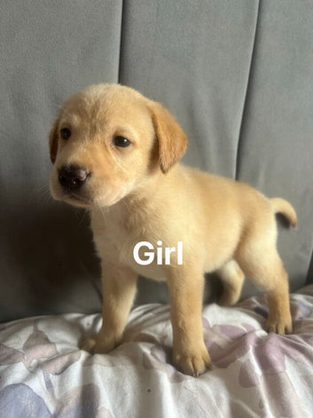 Labrador puppies