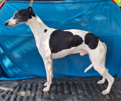 BLACK&WHITE PARTICOLOUR DOG