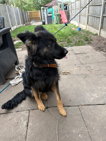 German shepherd
