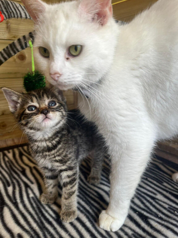 Turkish angora x kittens