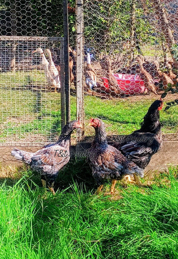 Trios Cornish Game LF also called Indian Game Large Fowl