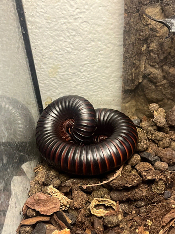 Giant African millipede