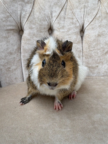 Two male bonded guineas